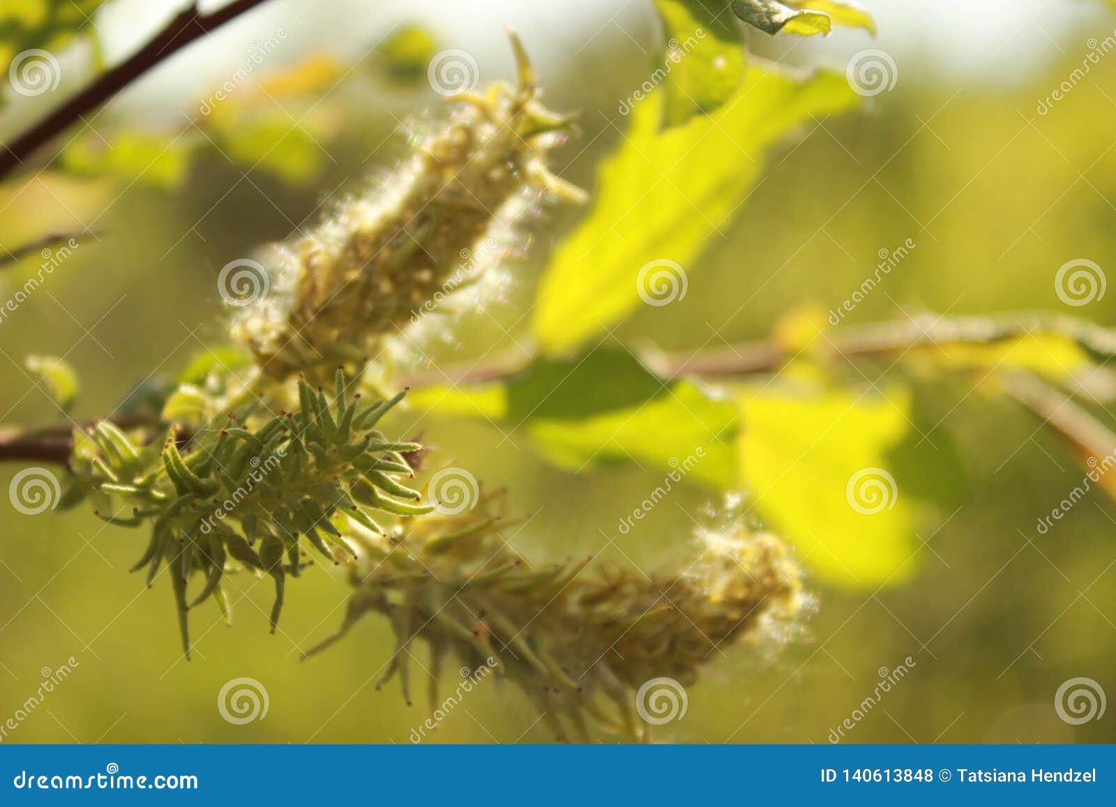 柳属Triander树的模糊，嫩芽是各种各样的杨柳